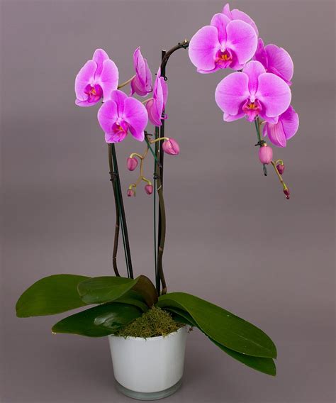 orchid plants delivered nationwide.